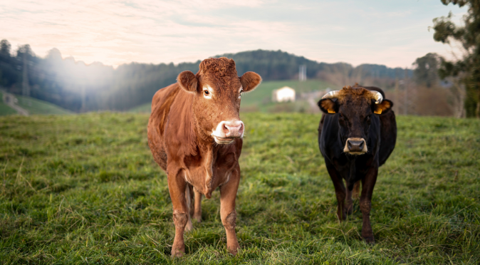 乳品工具和設備能用臭氧消毒嗎