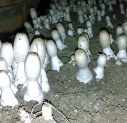 菌菇接種過程中使用臭氧熏蒸消毒機的優勢