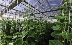 大棚用臭氧防治病蟲有效果嗎,用多大的臭氧機呢？